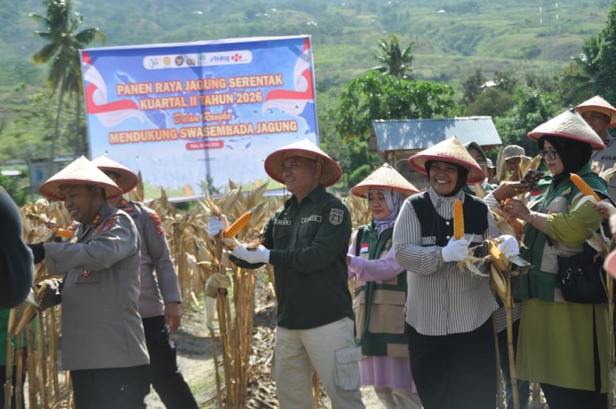 Panen Raya Jagung di Kelurahan Duyu