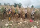 Polsek Pamona Utara Kawal Panen Jagung di Desa Buyumpondoli