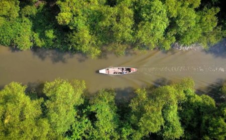 Mangrove Mengukur Peradaban