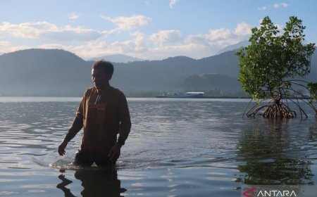 Menyemai Harapan pada Mangrove
