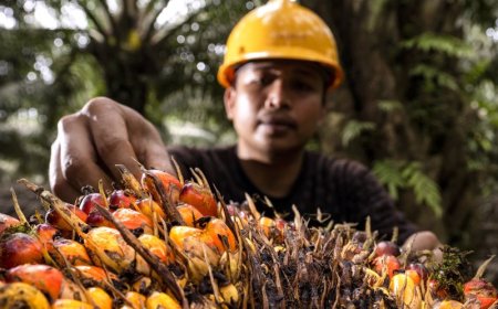 Dukung Ketahanan Energi, Akademisi: Ekonomi Sirkular Industri Sawit Perlu Diperkuat
