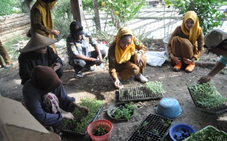 Wawali Tanam 6.000 Bibit Tomat, Perkuat Program Palu MAPAN