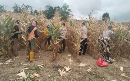 Polsek Pamona Utara Kawal Panen Jagung di Desa Buyumpondoli