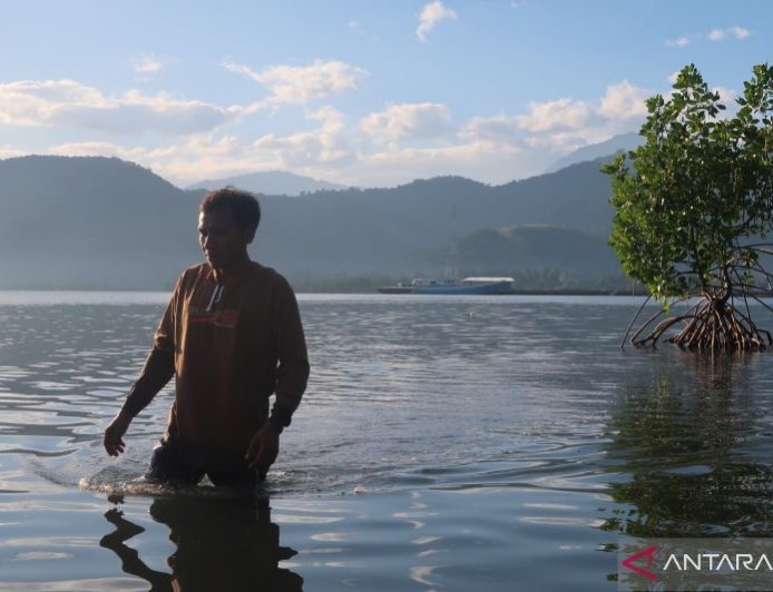 Menyemai Harapan pada Mangrove