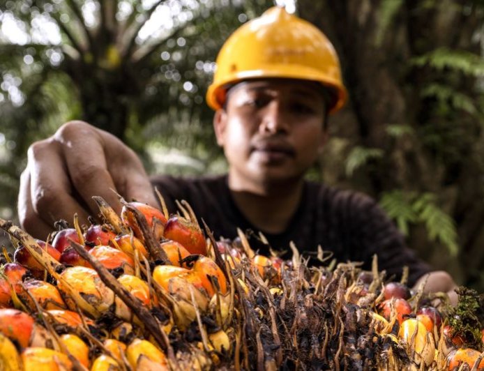 Dukung Ketahanan Energi, Akademisi: Ekonomi Sirkular Industri Sawit Perlu Diperkuat