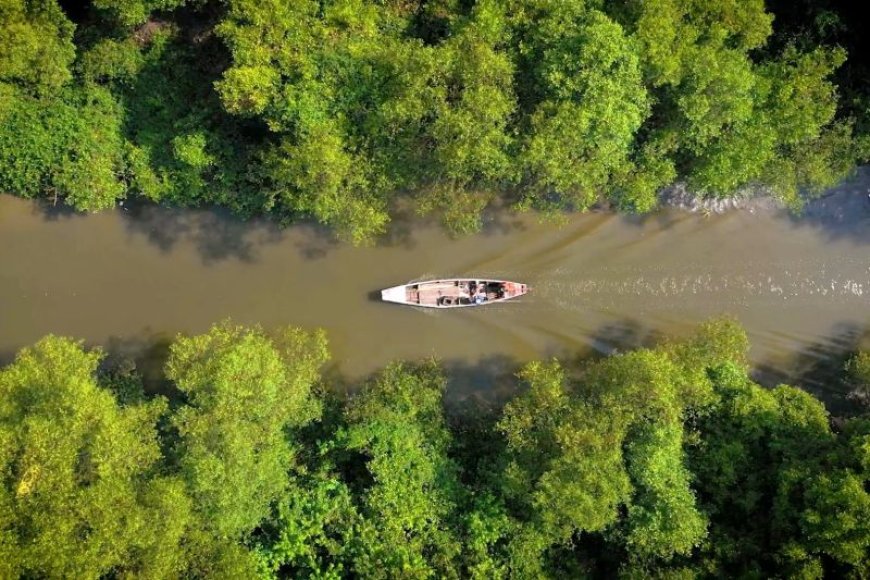 Mangrove Mengukur Peradaban