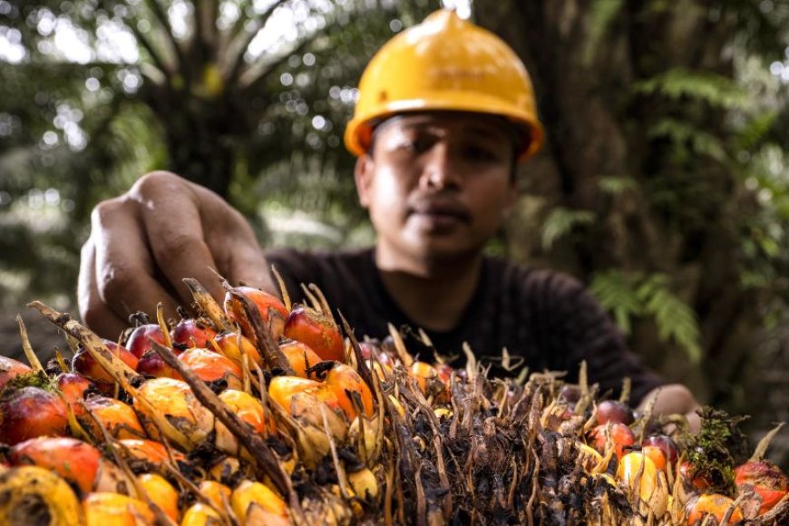 Dukung Ketahanan Energi, Akademisi: Ekonomi Sirkular Industri Sawit Perlu Diperkuat