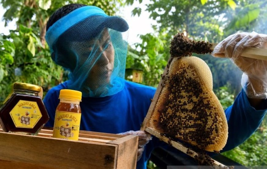 Budidaya Lebah Pangahu Jaga Populasi Dan Buka Peluang Ekonomi
