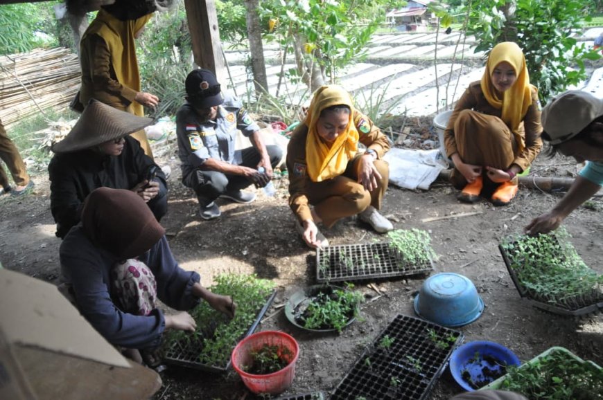Wawali Tanam 6.000 Bibit Tomat, Perkuat Program Palu MAPAN