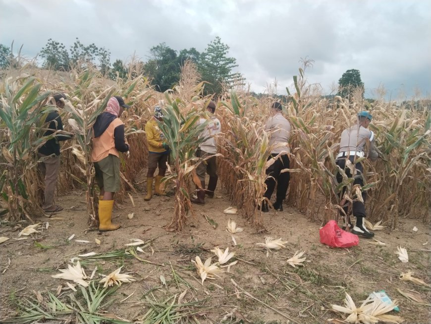 Polsek Pamona Utara Kawal Panen Jagung di Desa Buyumpondoli