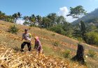 Polsek Ulubongka Dukung Ketahanan Pangan