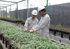 Bank Benih Nursery Mandiri IMIP Menjaga Keanekaragaman Hayati Lokal