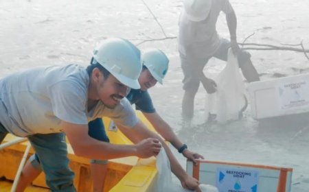 Poso Energy Lakukan Restocking Ikan Sidat di Danau Poso