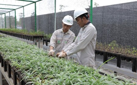 Bank Benih Nursery Mandiri IMIP Menjaga Keanekaragaman Hayati Lokal