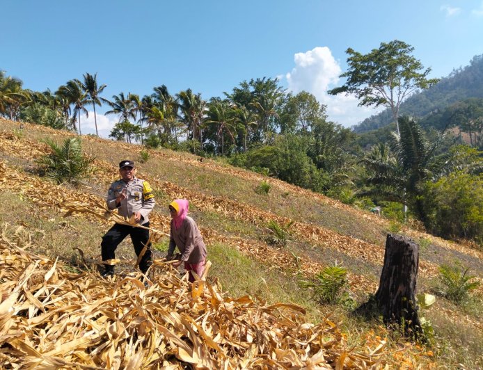 Polsek Ulubongka Dukung Ketahanan Pangan