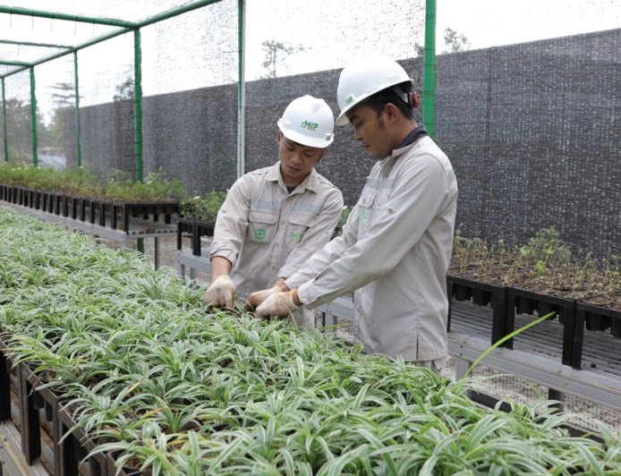 Bank Benih Nursery Mandiri IMIP Menjaga Keanekaragaman Hayati Lokal