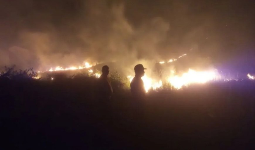 Dalam Sepekan Karhutla di Sulteng Hanguskan 79 Hektare, Touna Terbanyak