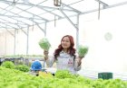 Meidi Yurianti, Salah Satu Karyawan IMIP: Manfaatkan Pasar Kuliner Bahodopi, Sukses Rintis Usaha Hidroponik
