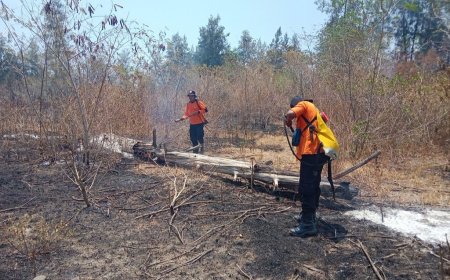 Dishut Catat Karhutla Sulteng Tembus 3.138 Hektare
