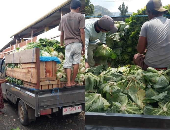 Berkah Nikel IMIP Morowali dan Geliat Kesejahteraan Petani di Lembah Napu