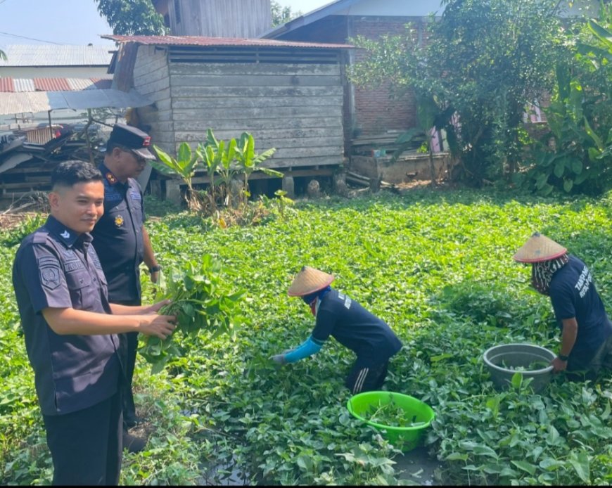 Rutan Poso Panen Kangkung untuk Masyarakat