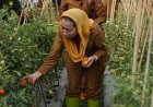 Lawan El Nino, Kawatuna Sukses Panen Perdana Tomat Palu Mapan