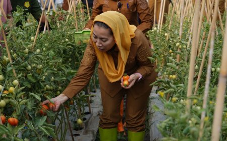 Lawan El Nino, Kawatuna Sukses Panen Perdana Tomat Palu Mapan