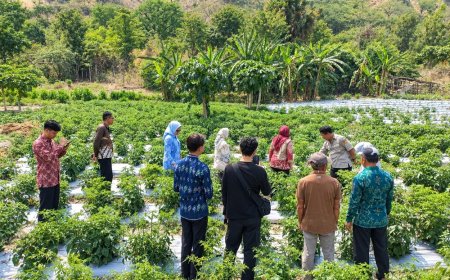 Kemendagri Pantau Pasar Manonda Palu, Program Kelurahan Menanam Mendapat Apresiasi