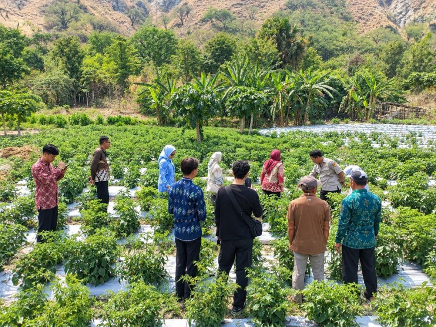 Kemendagri Pantau Pasar Manonda Palu, Program Kelurahan Menanam Mendapat Apresiasi